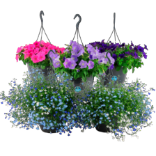 Hanging baskets